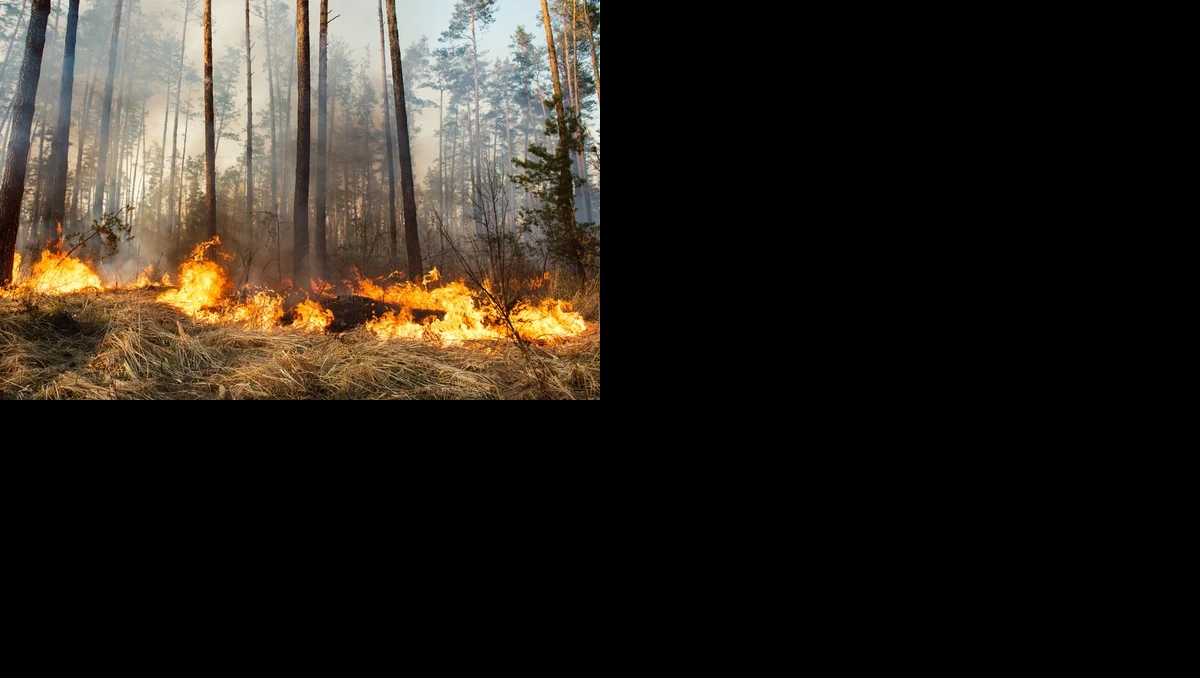 depositphotos_69657281-stock-photo-forest-fire-in-progress.webp